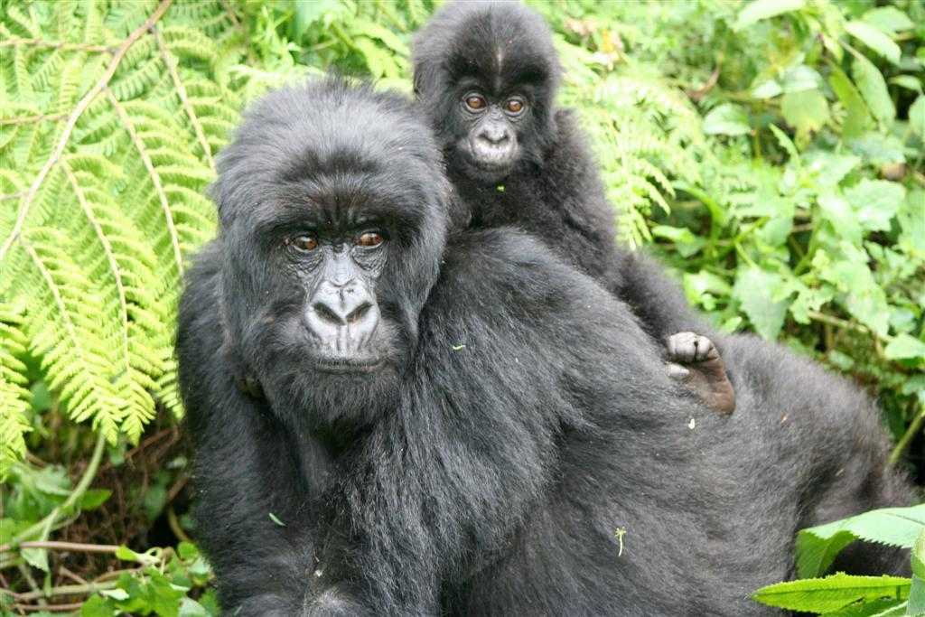 MudMaps 2402 Gorillas